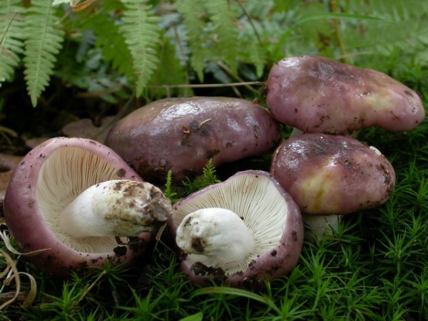 Image name: Russula_cyanoxantha5.jpg 
 width: 600 pixel 
 height: 451 pixel 
 Size: 76159 bytes 
 Click to enlarge 